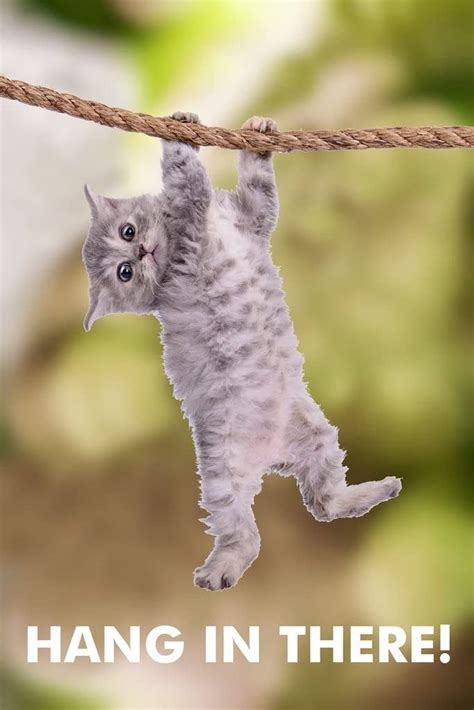 kitten hanging in there|hang in there cat sign.